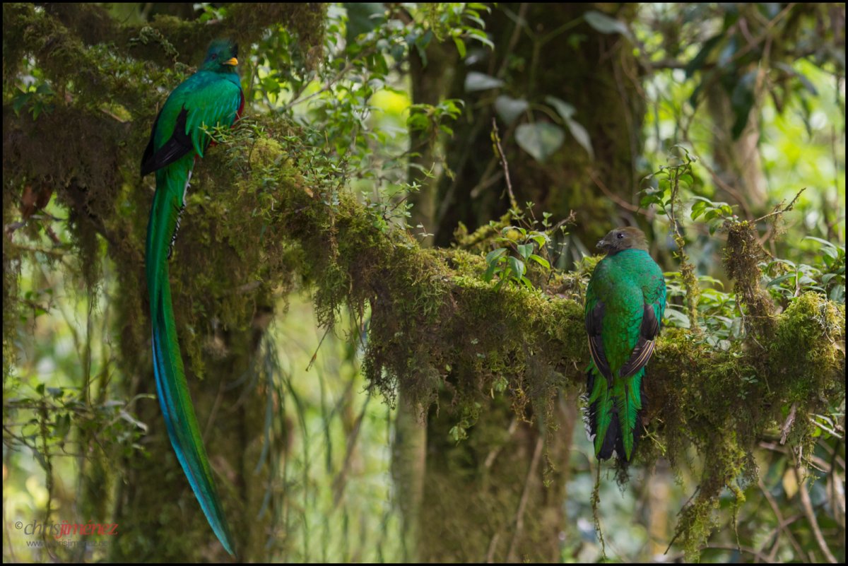 Змеи экваториальных лесов Африки