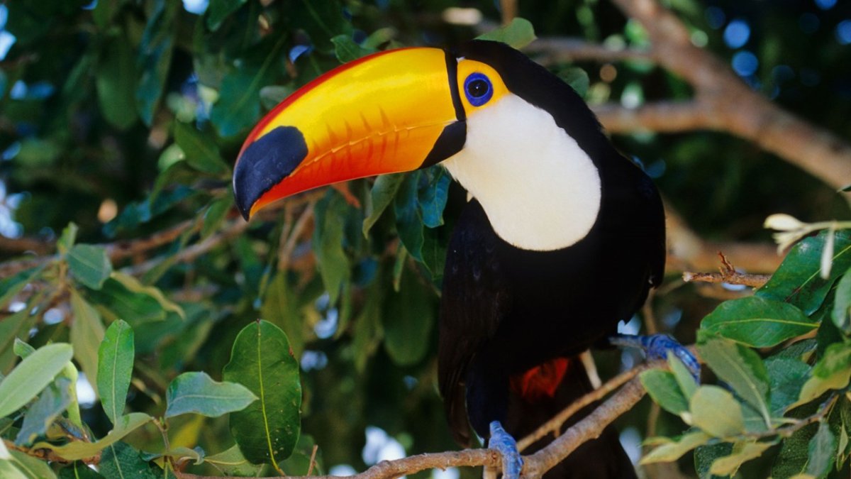 Лоро парк попугаи