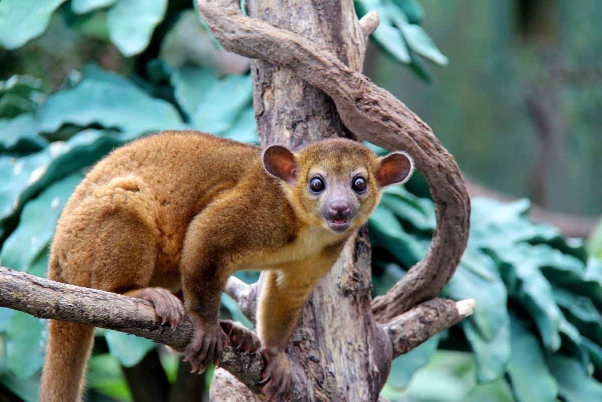 Гиацинтовый ара