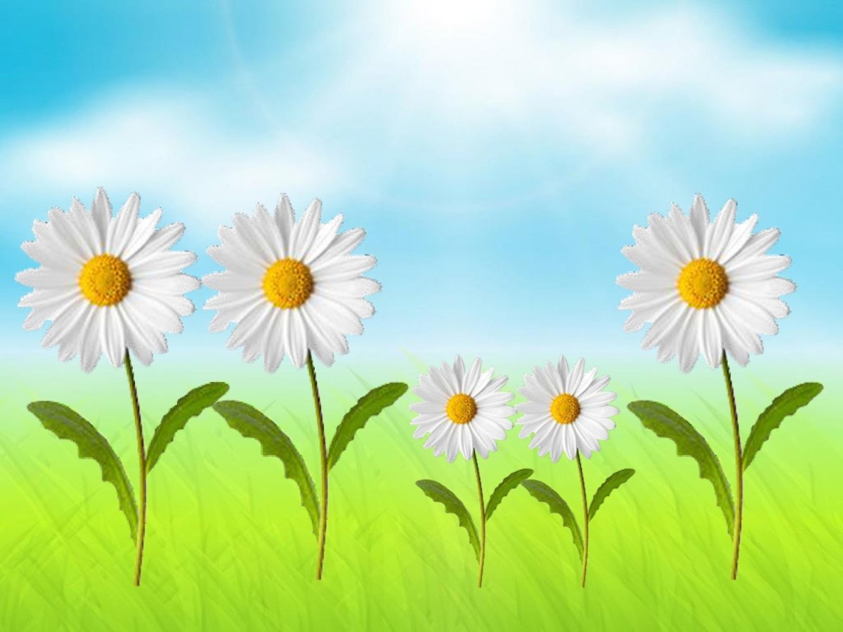 Детский сад Ромашка