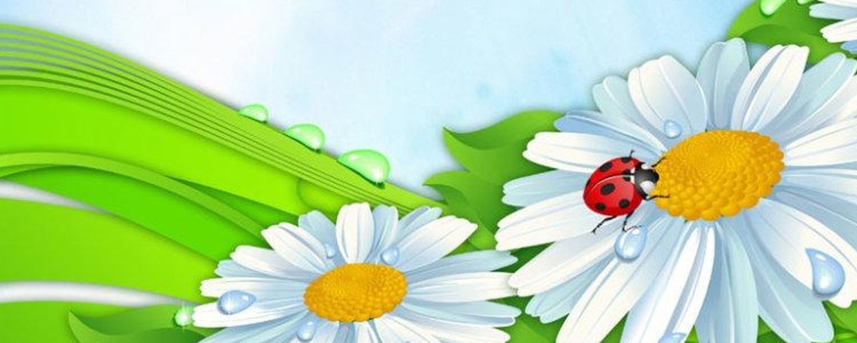 Ромашка на белом фоне