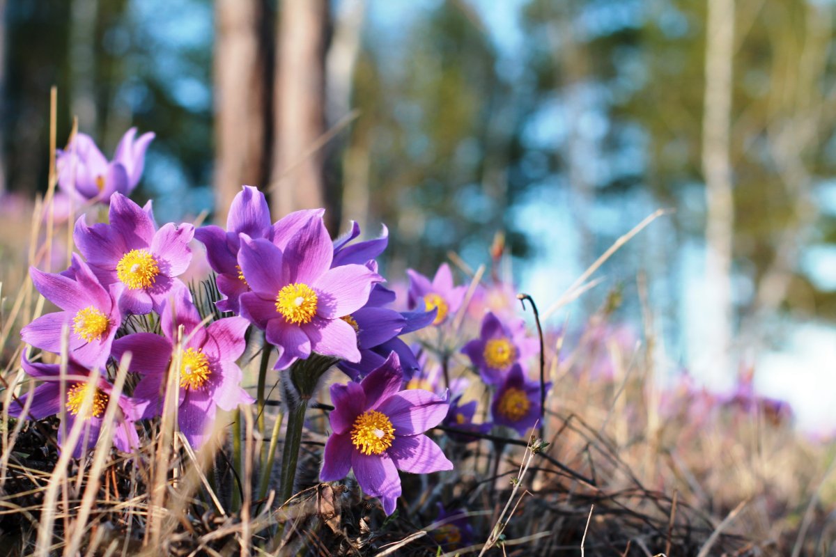 Подснежники Забайкалья