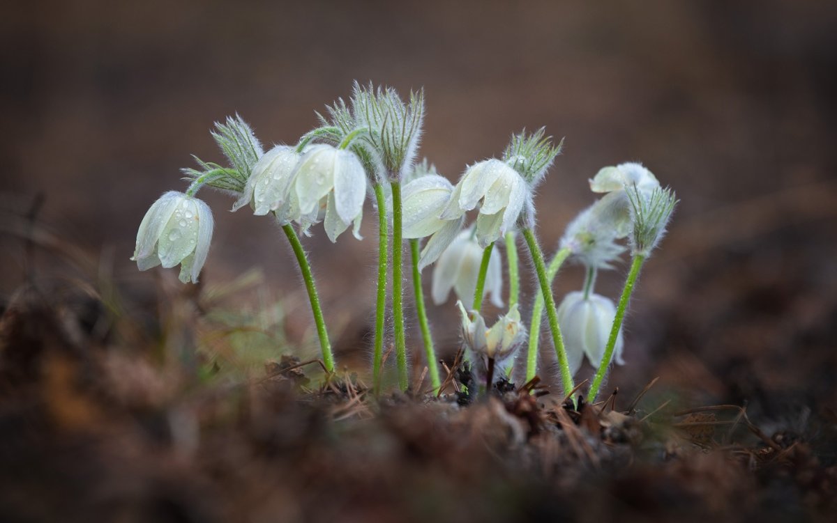 Прострел - сон трава
