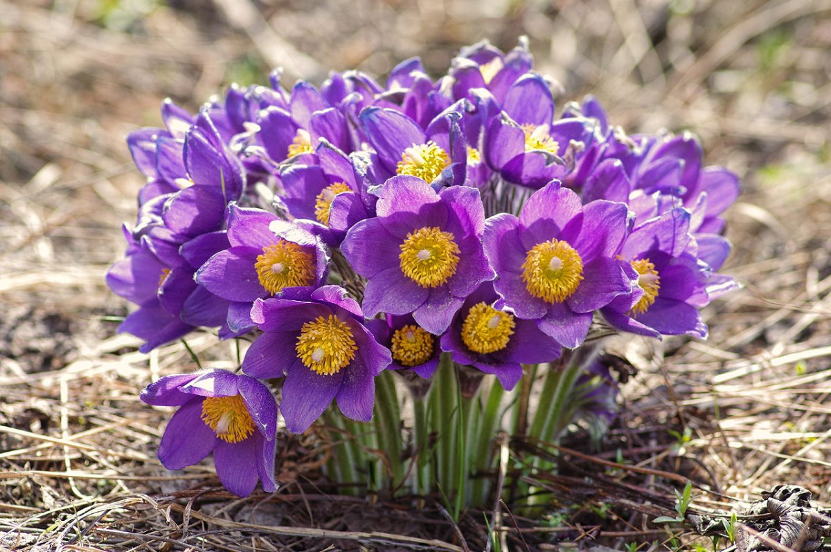 Подснежник Сибирский