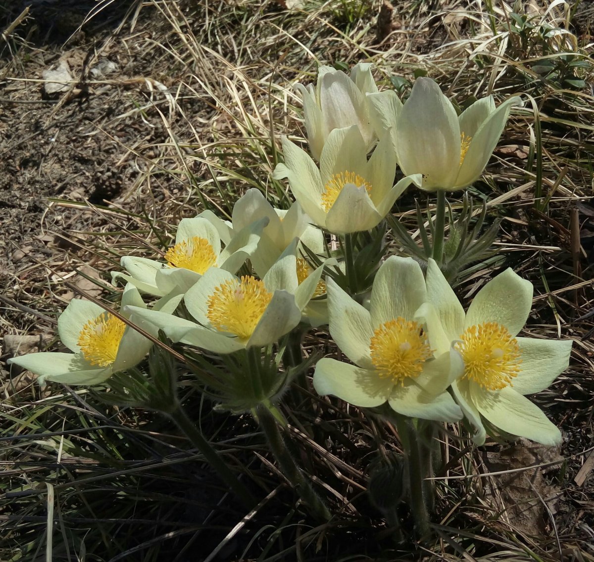 Подснежник белоснежный