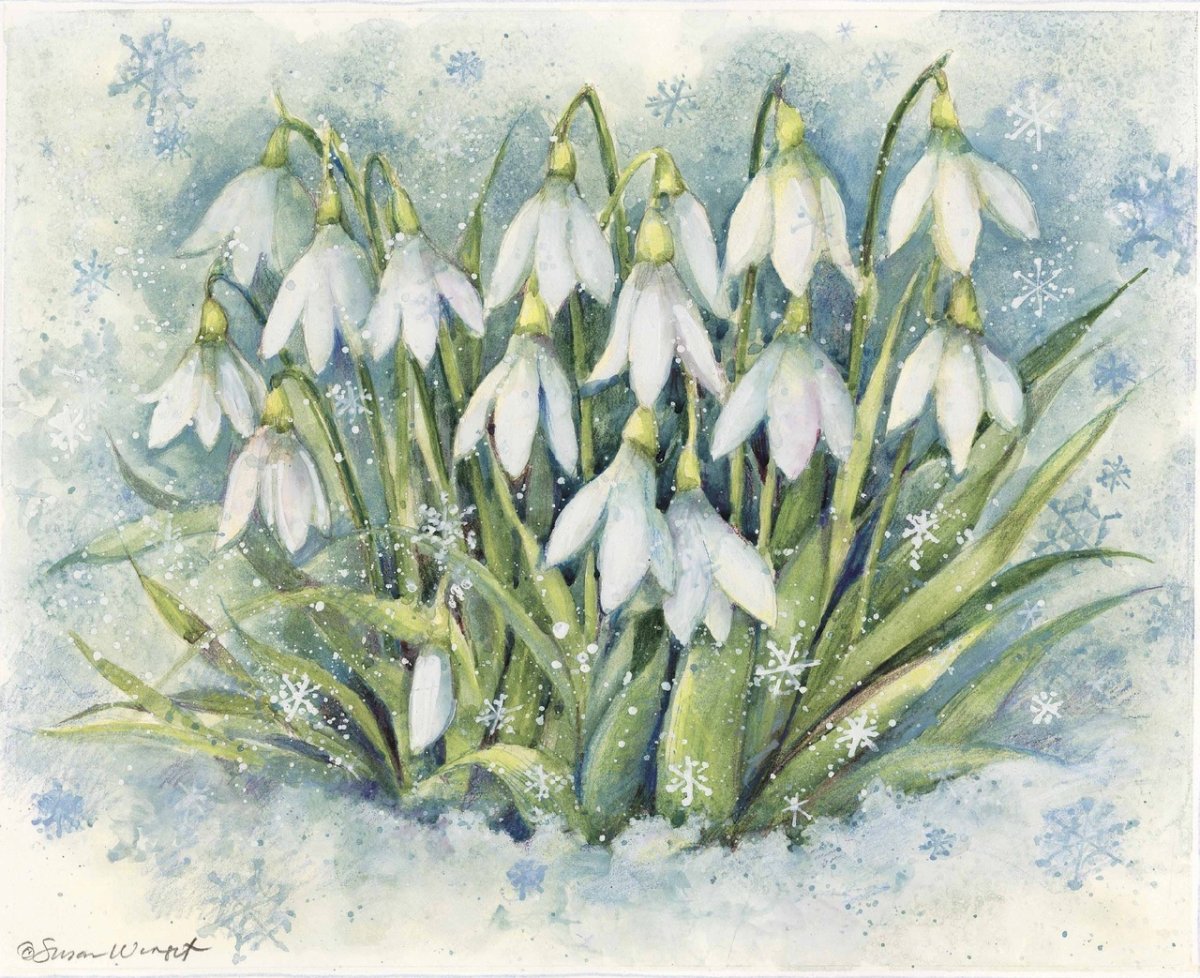 Прострел (Подснежник, сон-трава, Pulsatilla)