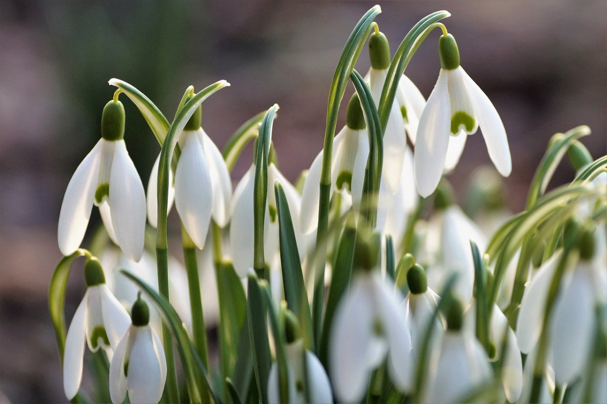 Открытка «Весна»