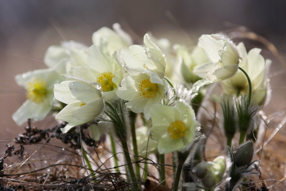 AKRITIS - подснежники