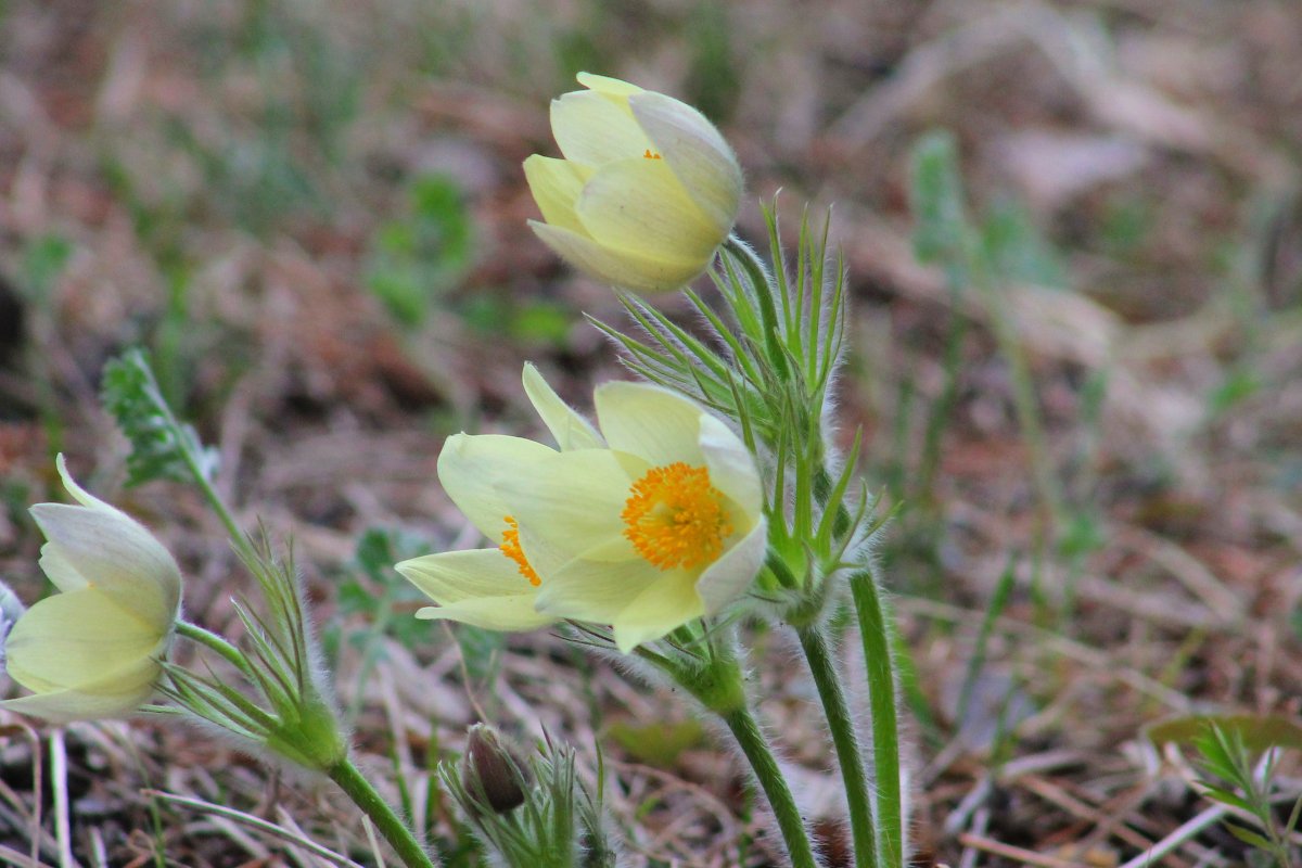 Подснежник Сибирский прострел