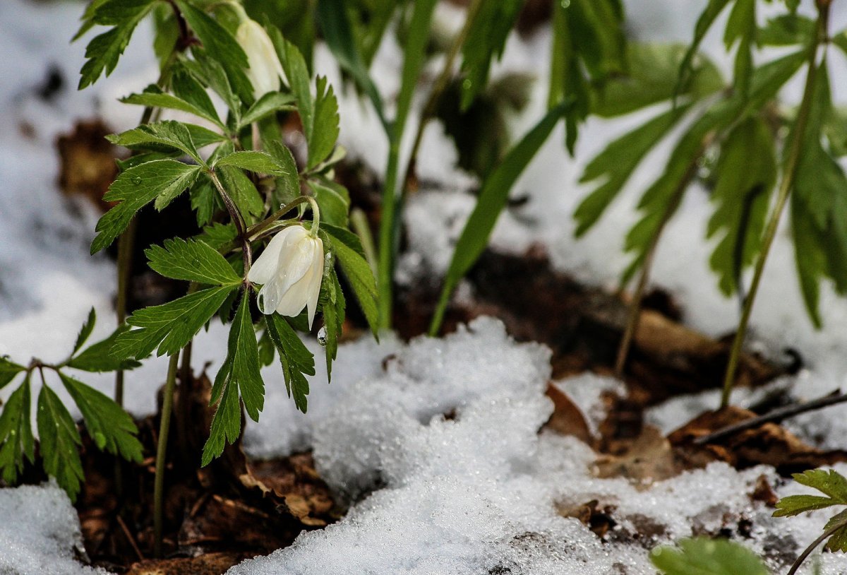 Первоцветы (подснежники, крокусы, гиацинты).