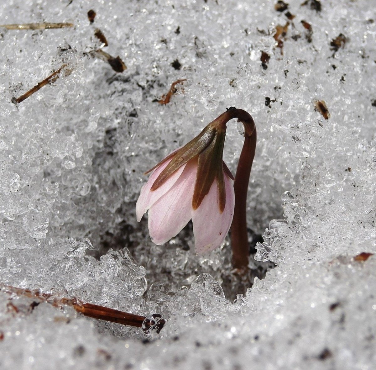 Подснежники распускаются