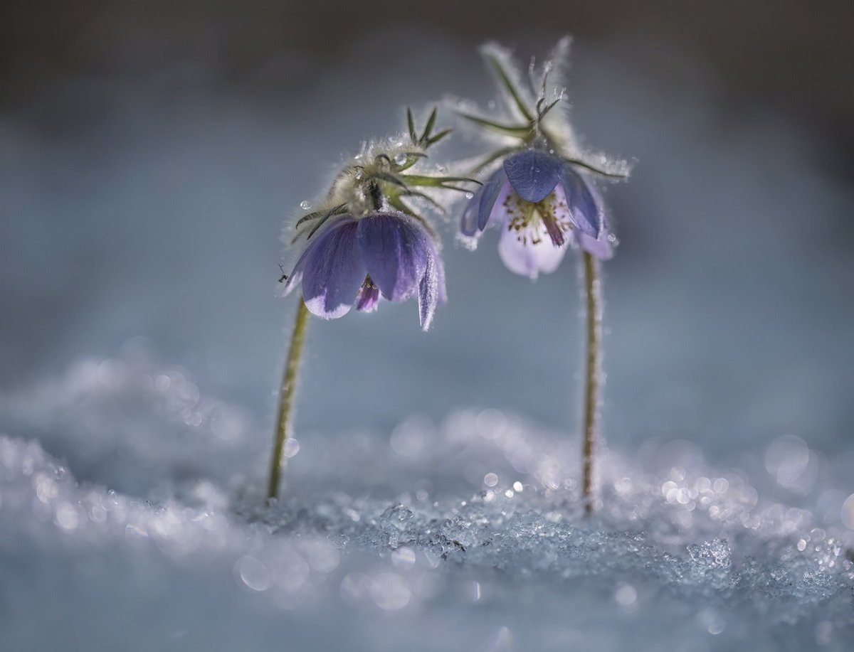 Первоцветы подснежники