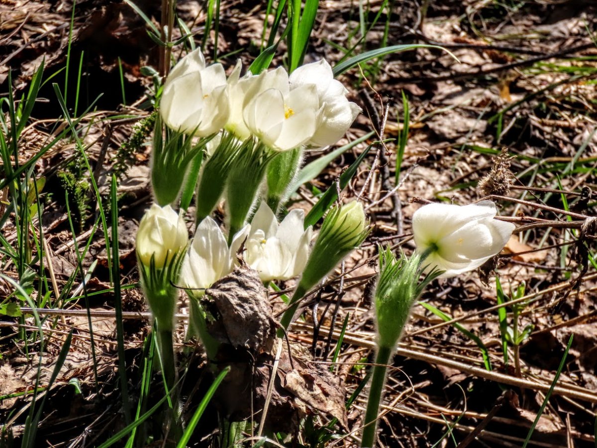 Как посадить Сибирские подснежники на участке