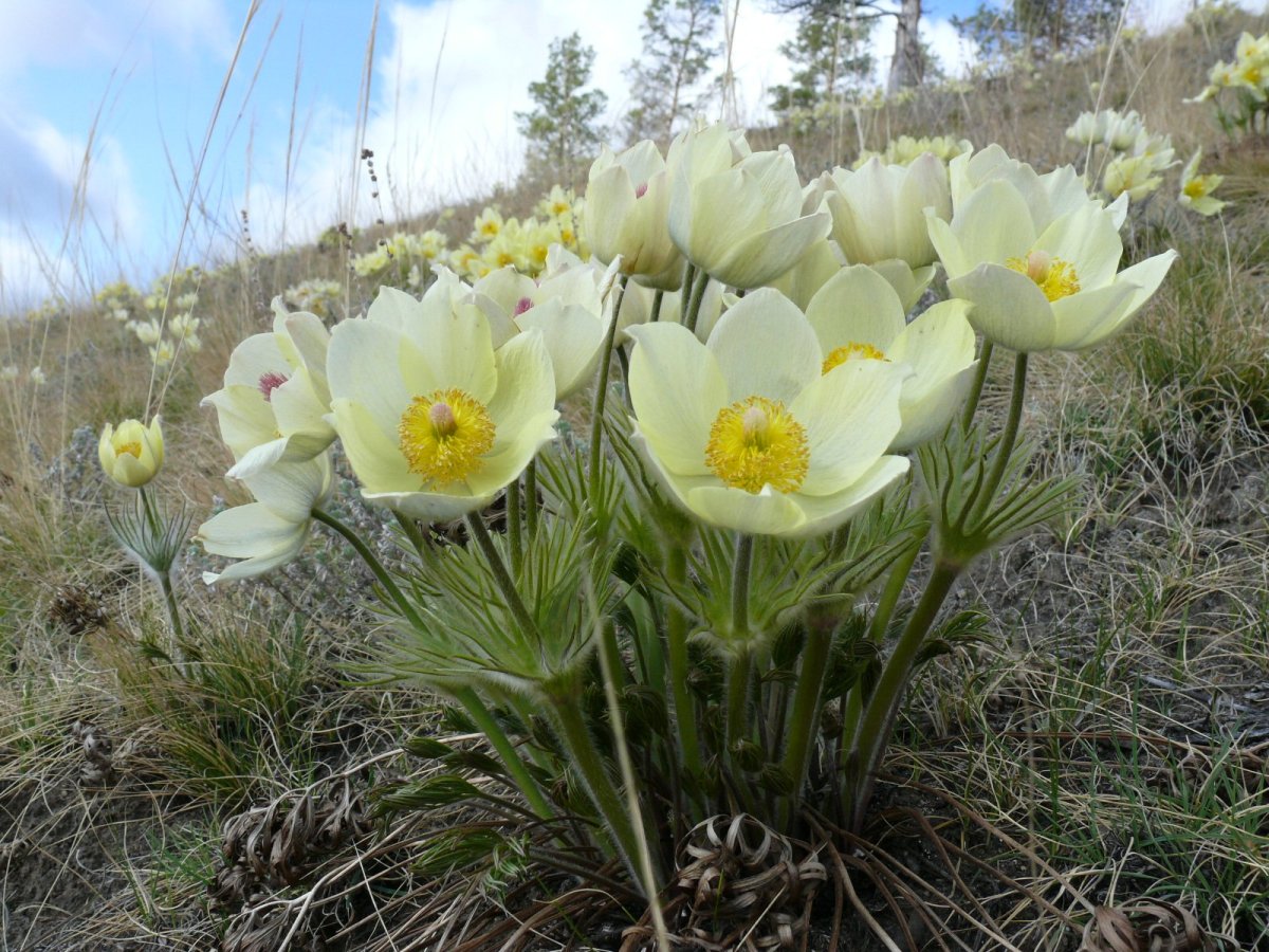 Прострел (Подснежник, сон-трава, Pulsatilla)