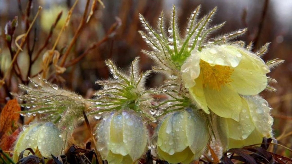 Байкальский Подснежник прострел
