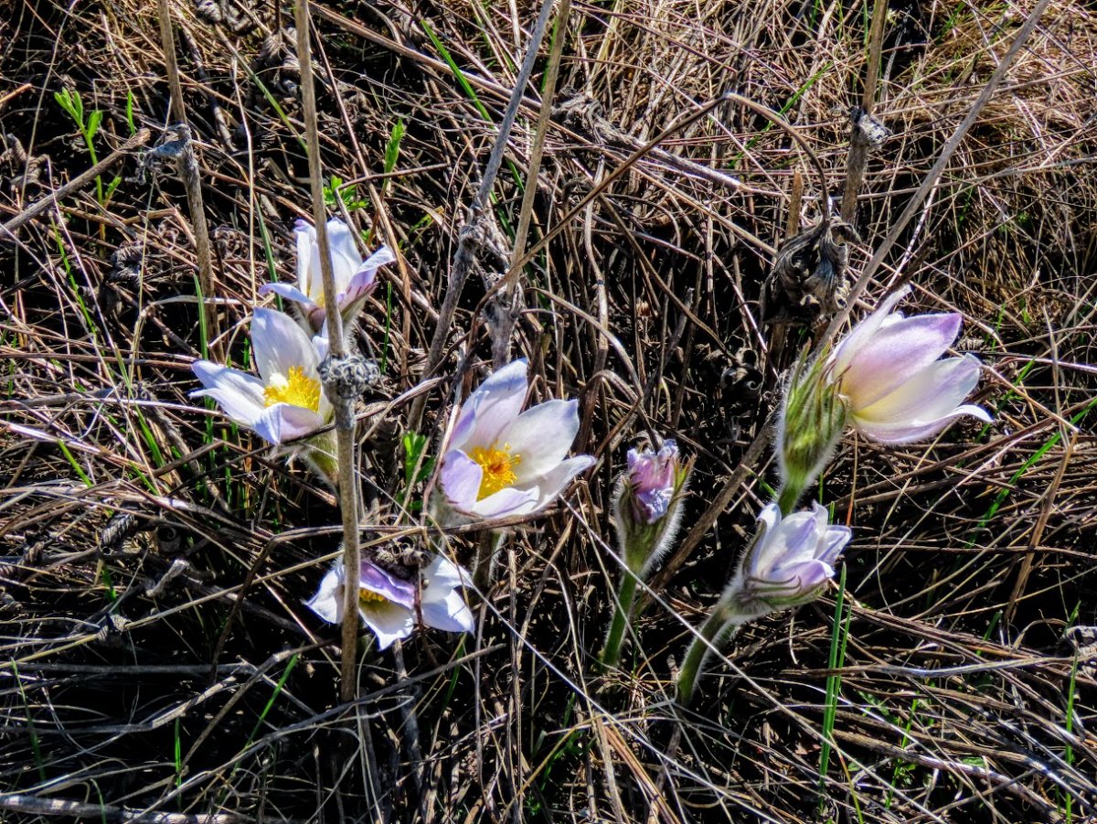 Подснежники первоцветы Тува