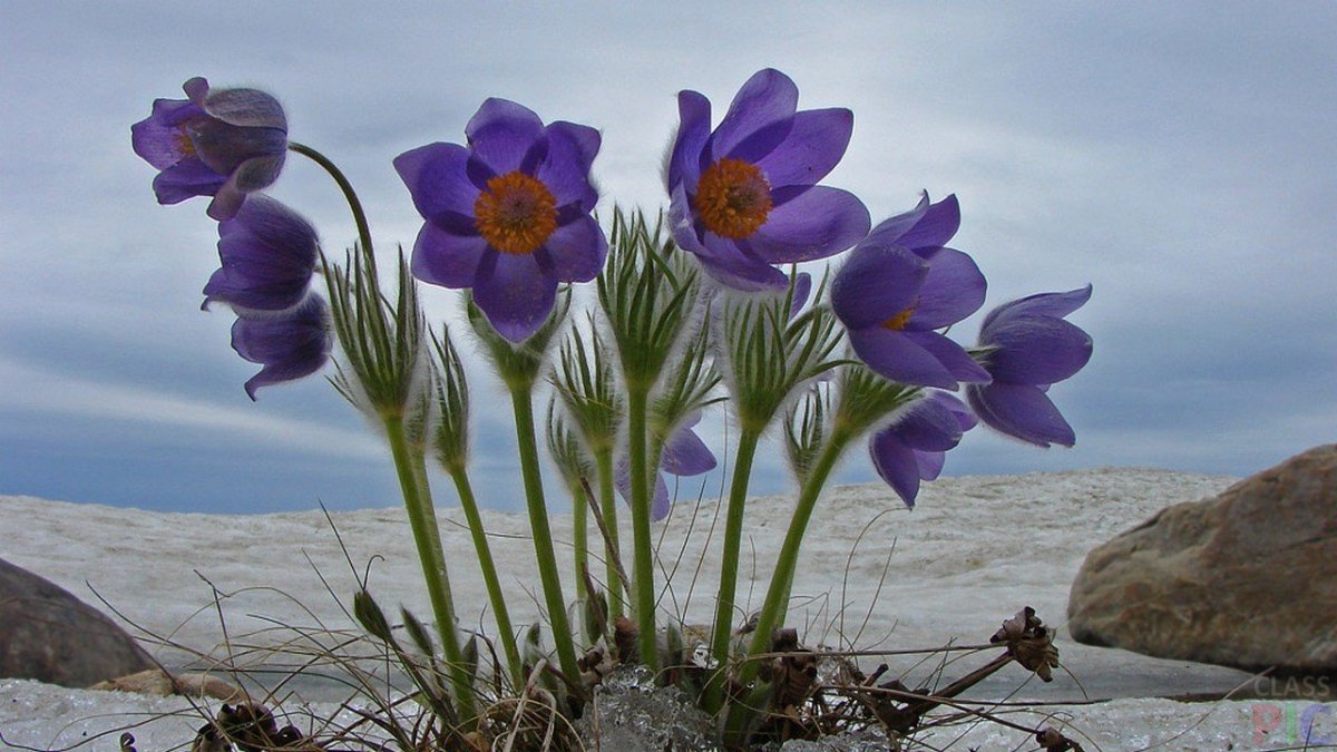 Первоцвет весенний Уральский