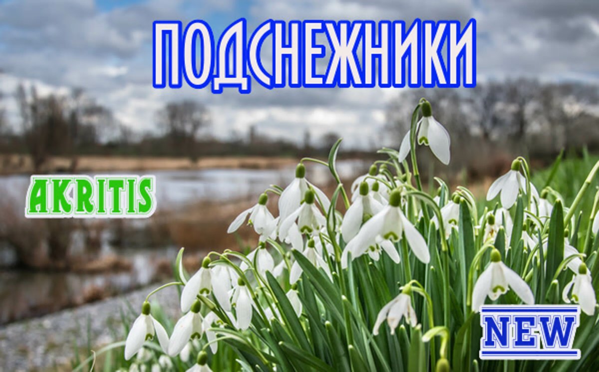 Кандык Сибирский подснежники