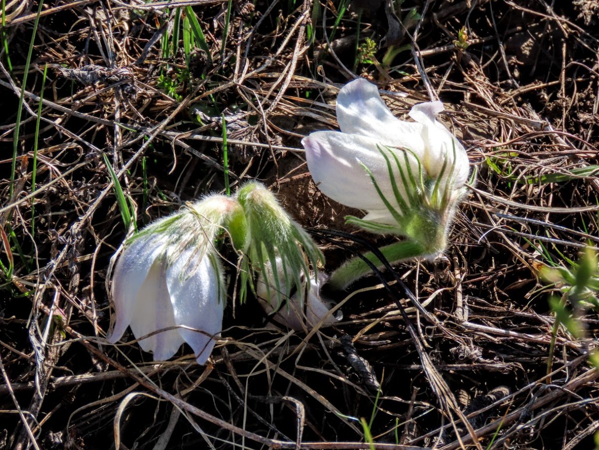Весенние первоцветы в снегу