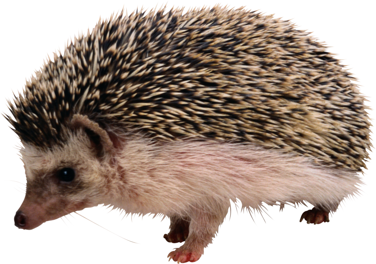 Млекопитающие ёж ежонок