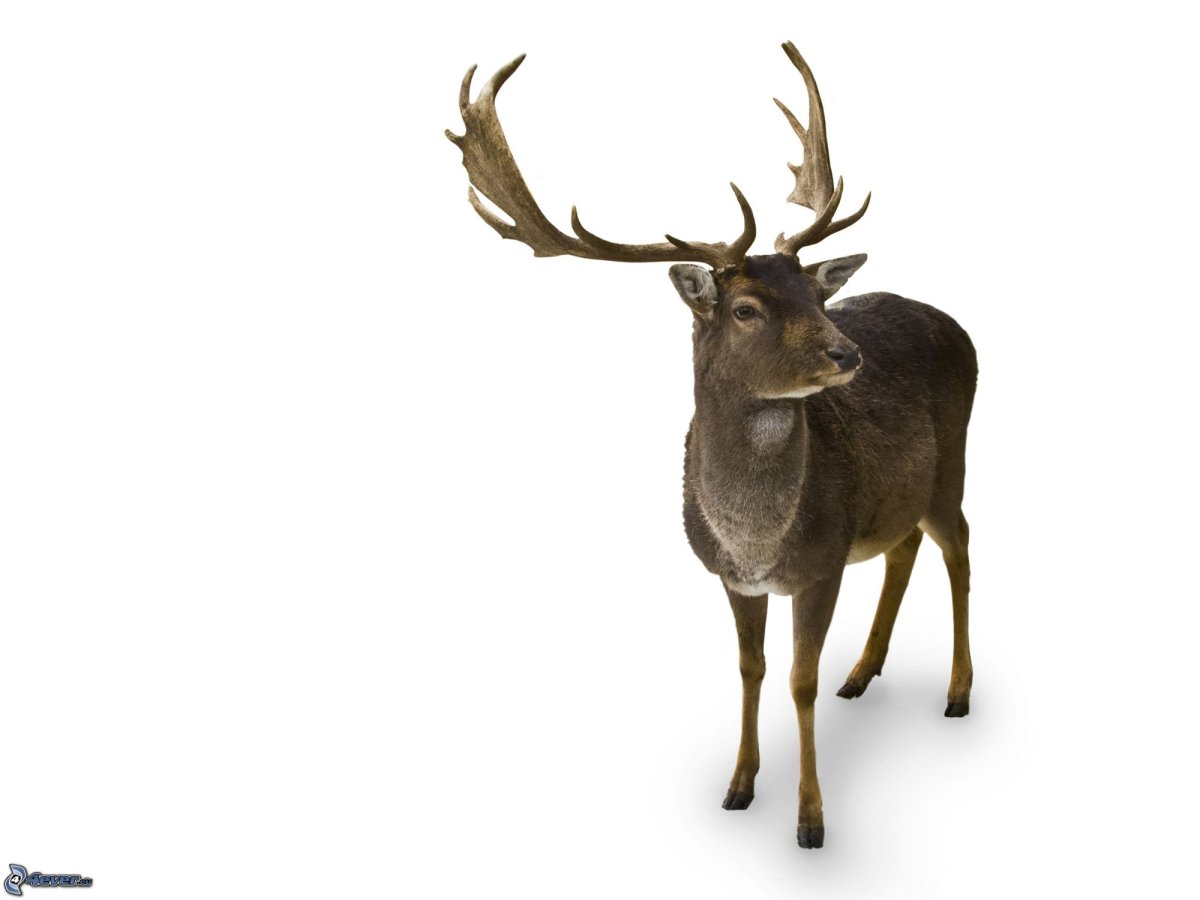 Северный олень