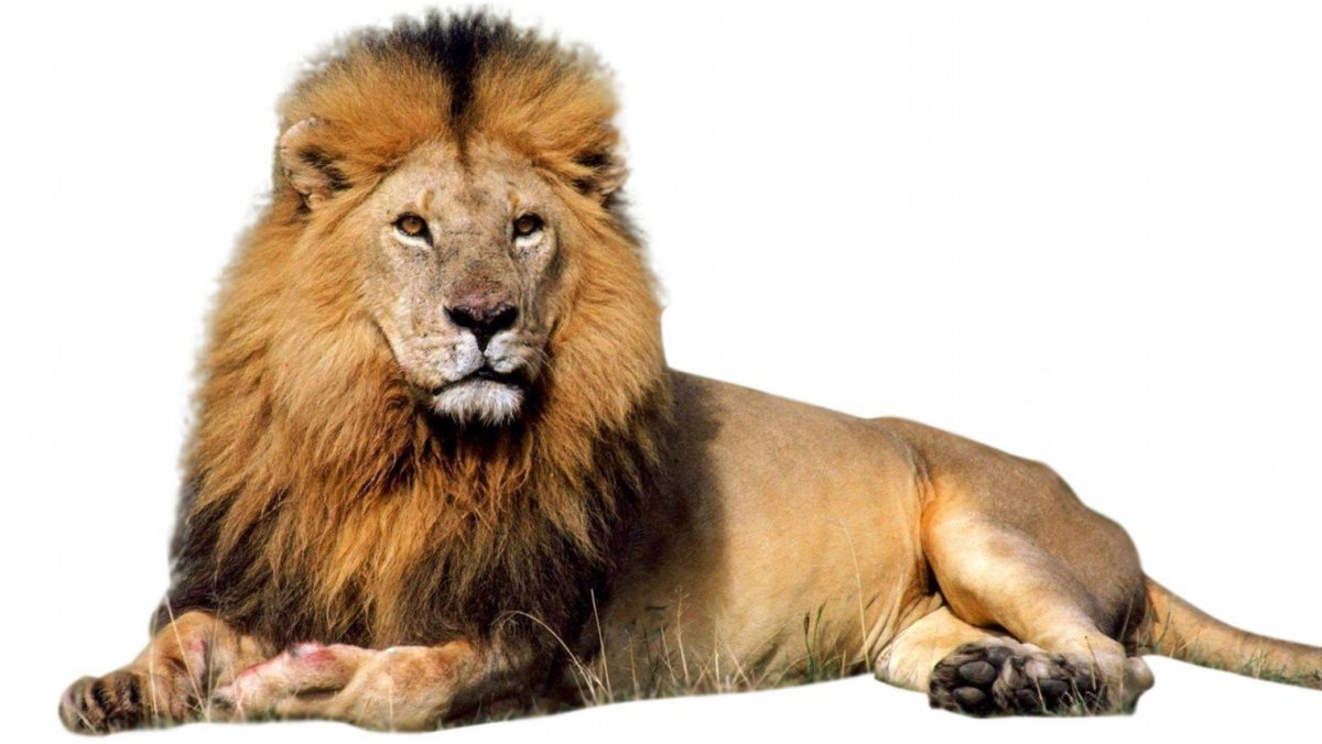 Лев на белом фоне