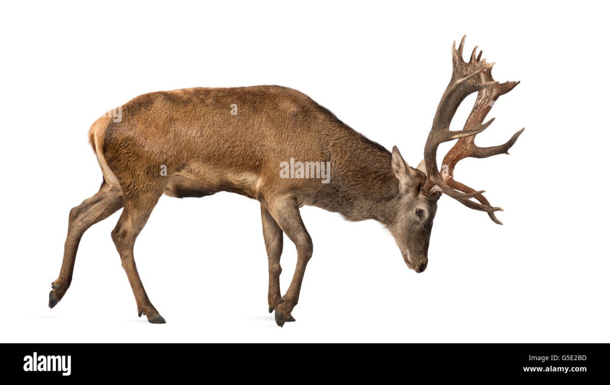 Изюбрь на белом фоне
