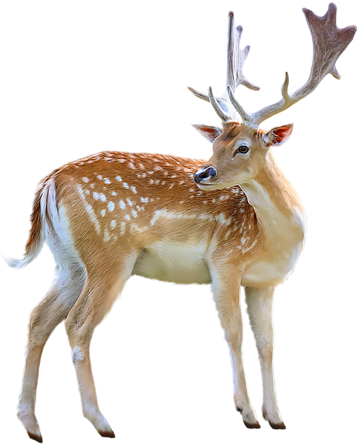 Лень на белом фоне