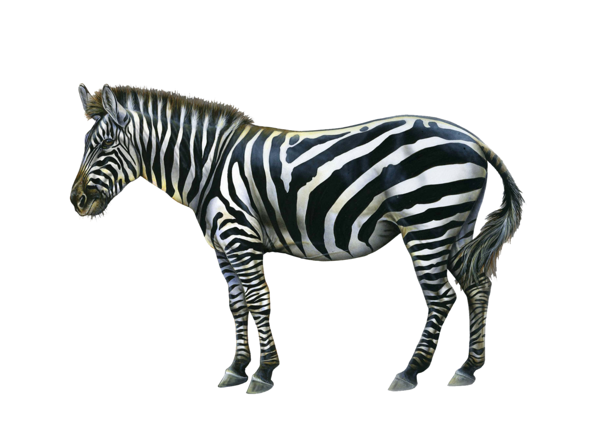 Животное на прозрачном фоне