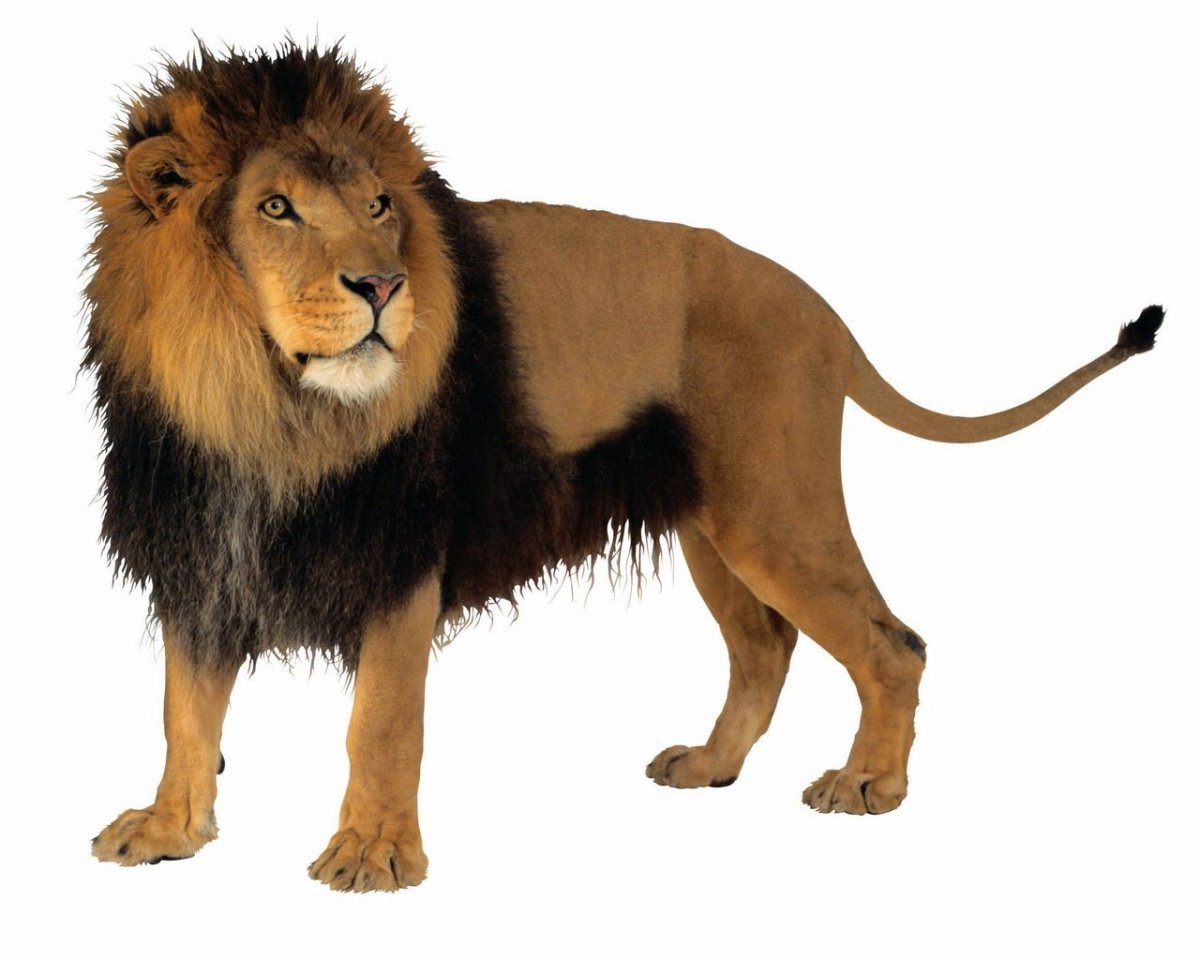 Животные на прозрачном фоне