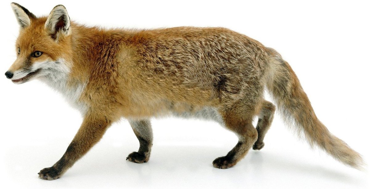 Дикое животное на белом фоне