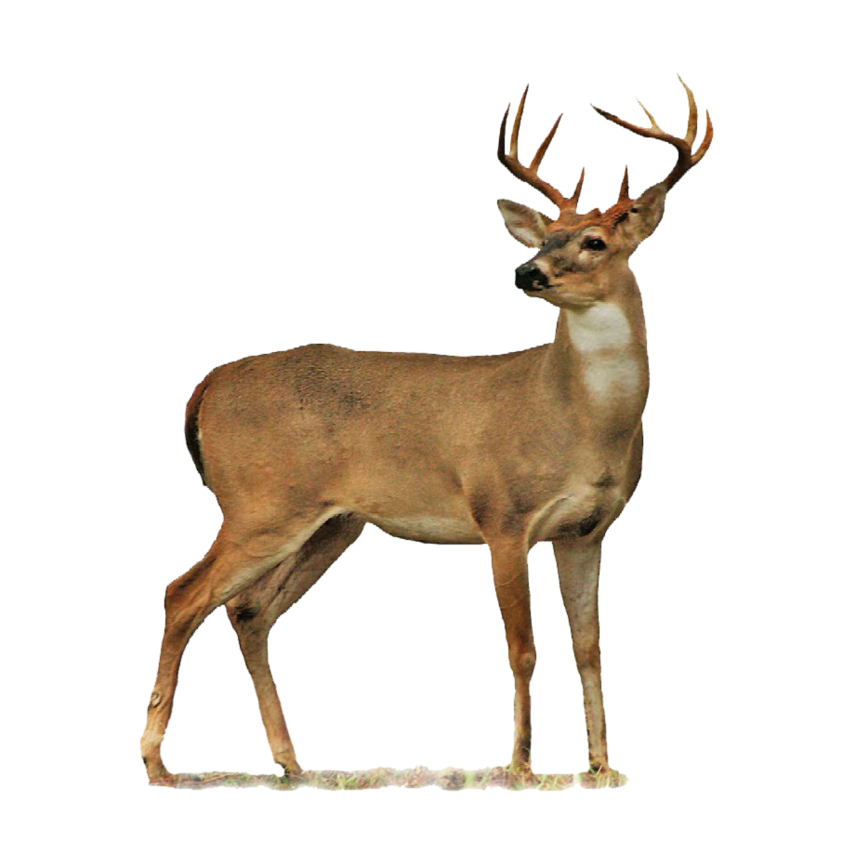 Благородный олень