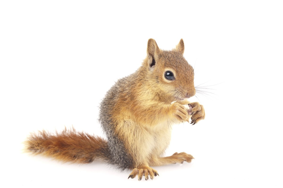 Белка на белом фоне