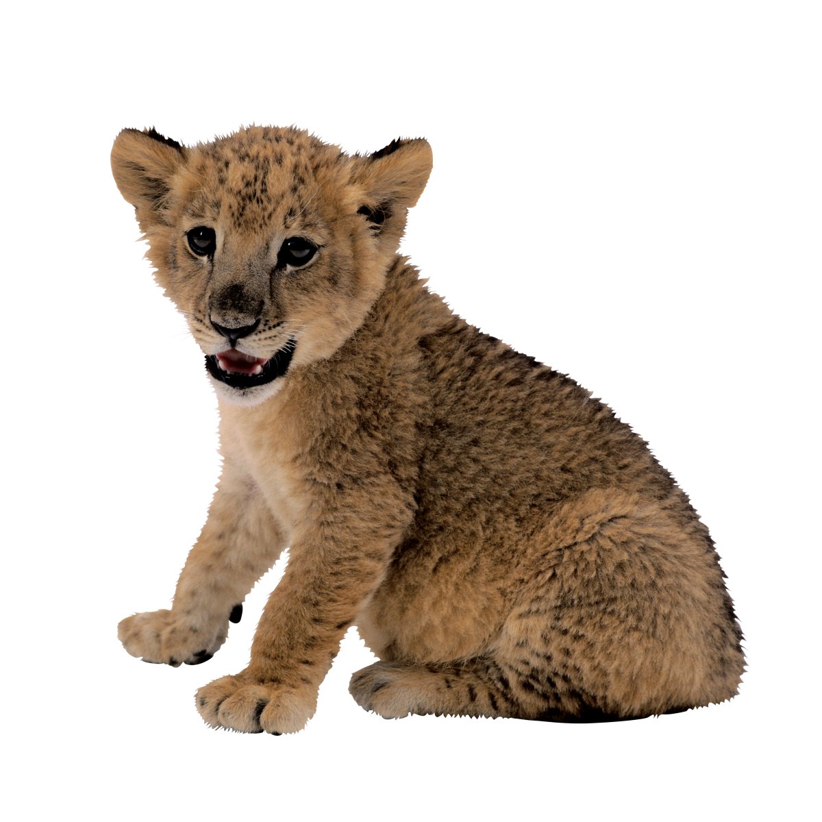 Животные на белом фоне