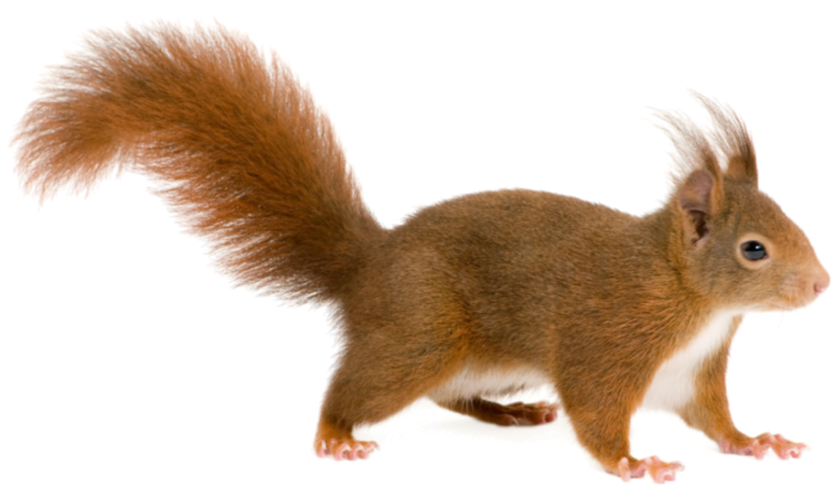 Белка на белом фоне