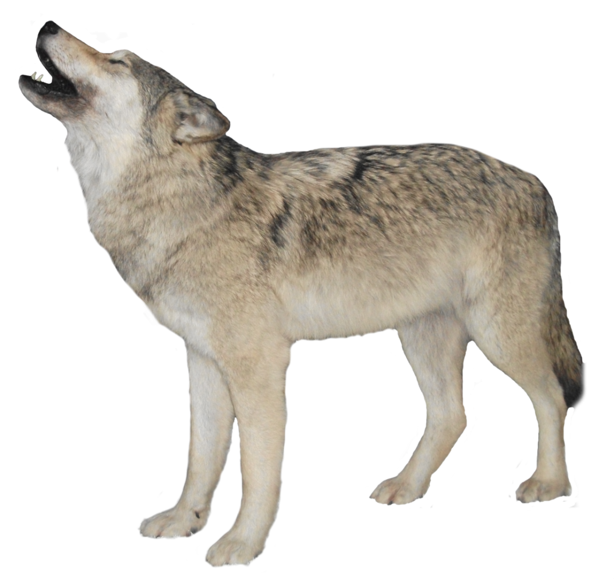 Волк на прозрачном фоне