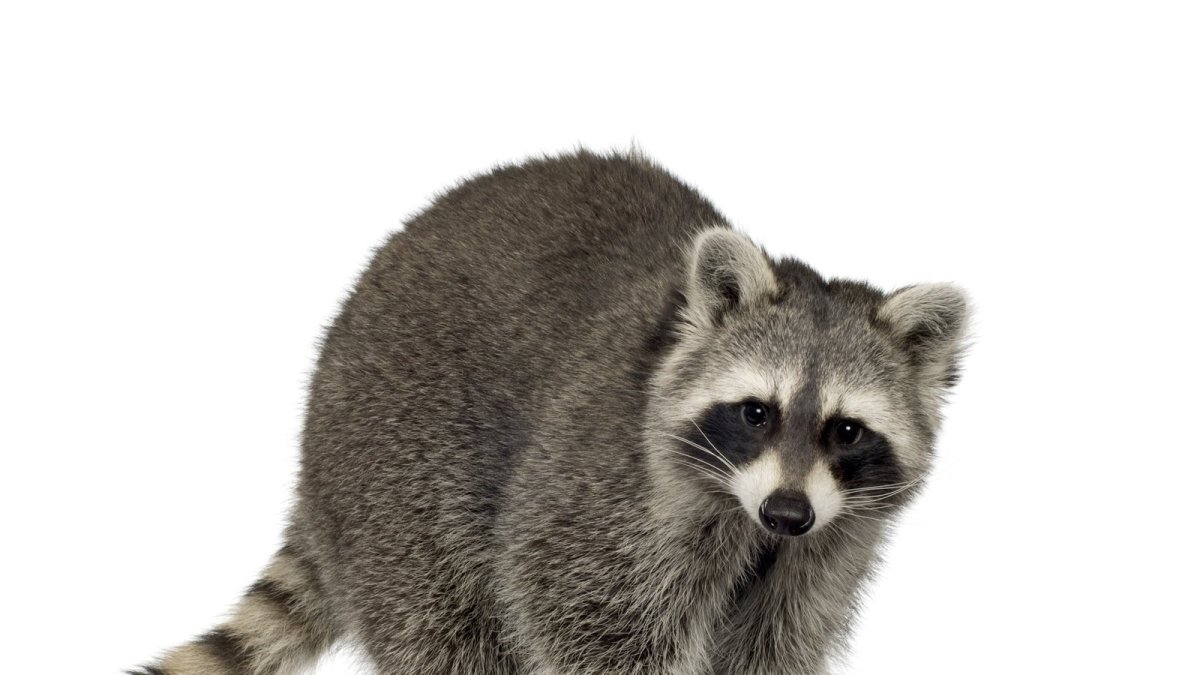 Енот на белом фоне