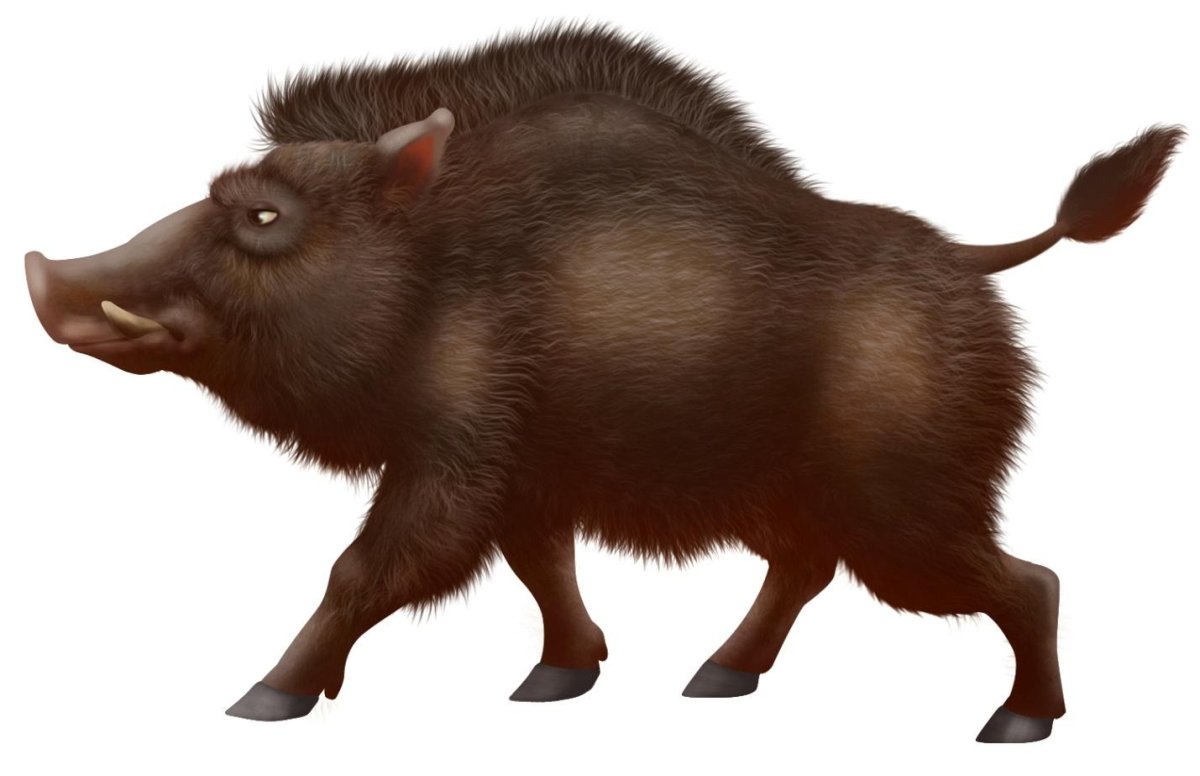 Кабан на белом фоне
