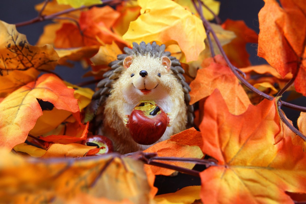 Прекрасного осеннего утра и хорошего настроения