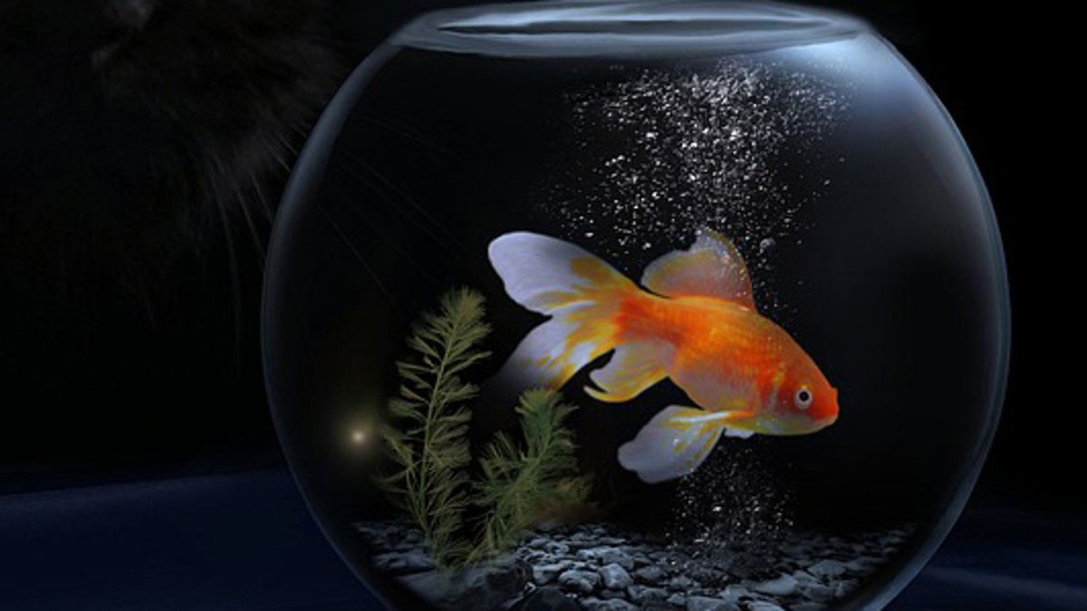 Прыжок рыбки из аквариума в аквариум