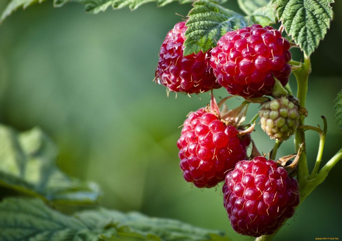 Цветок малины