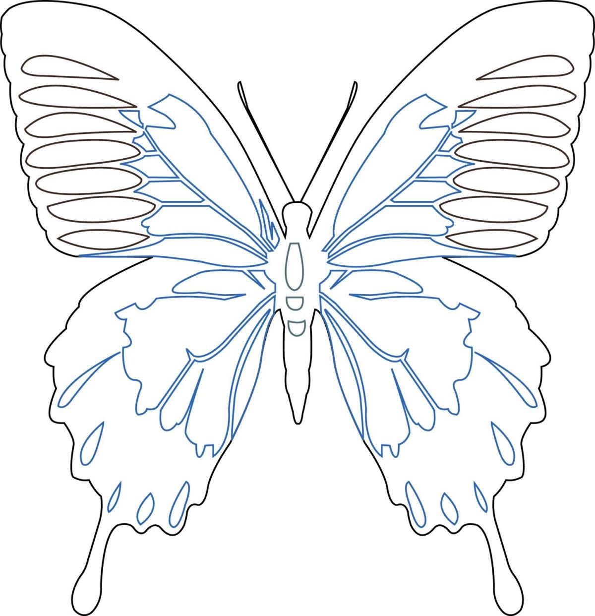 Шаблон бабочки