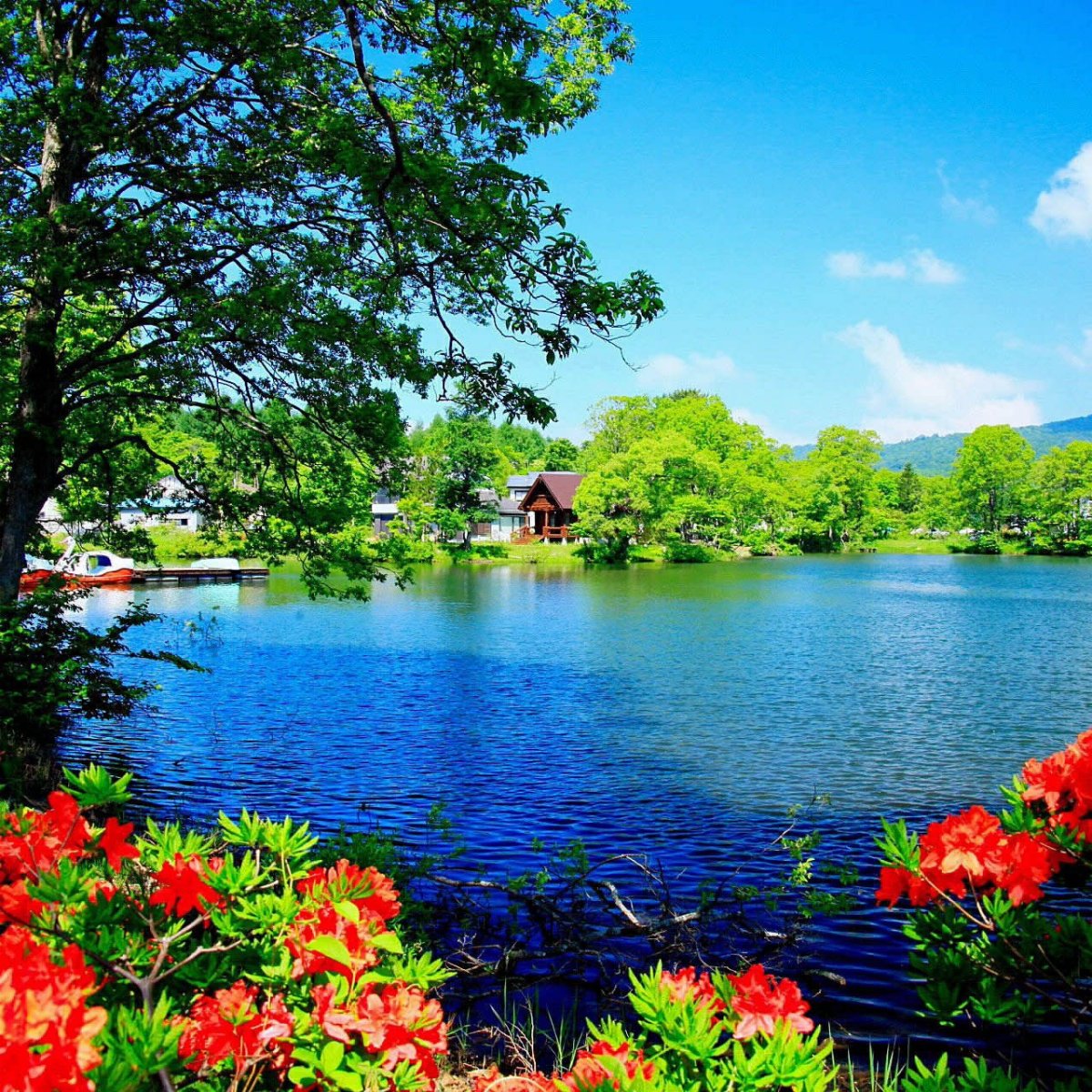 Лето природа ярко