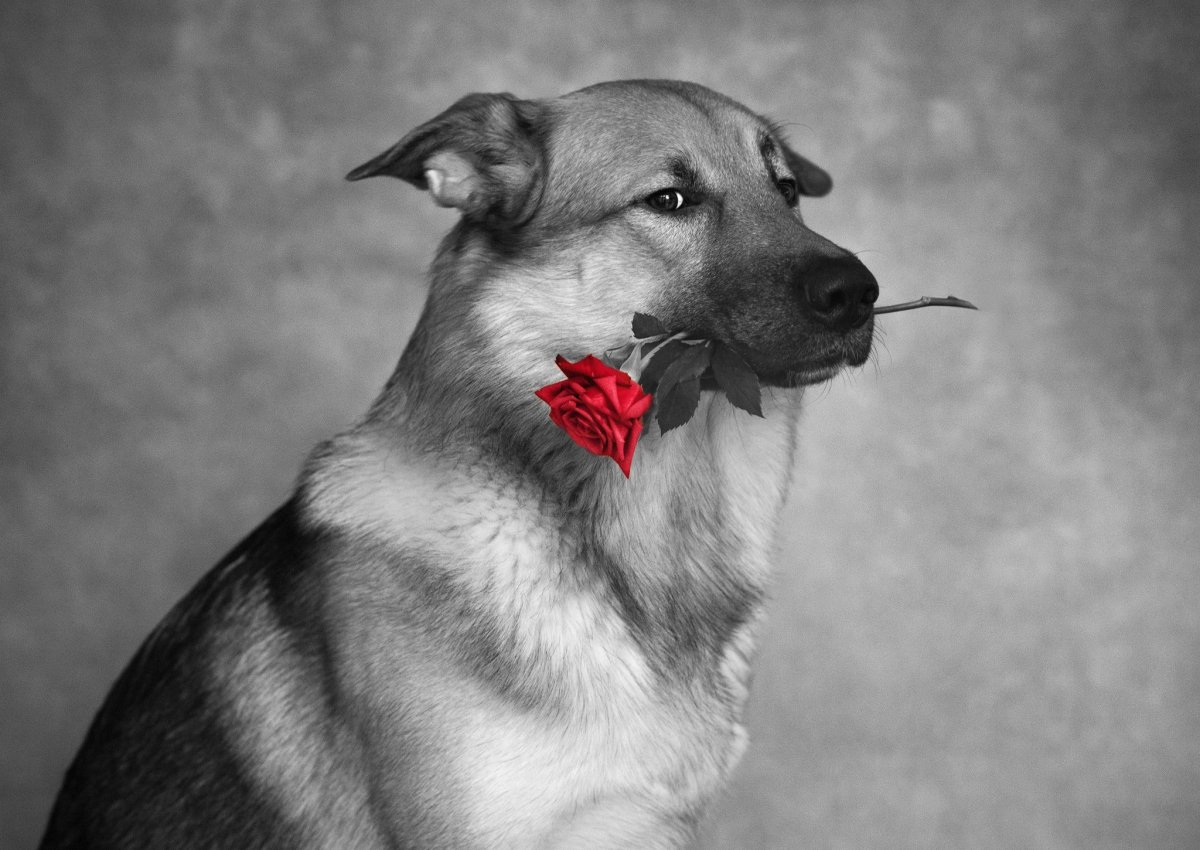 Щенок с розой в зубах