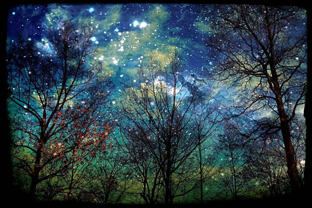 Весенний лес ночью