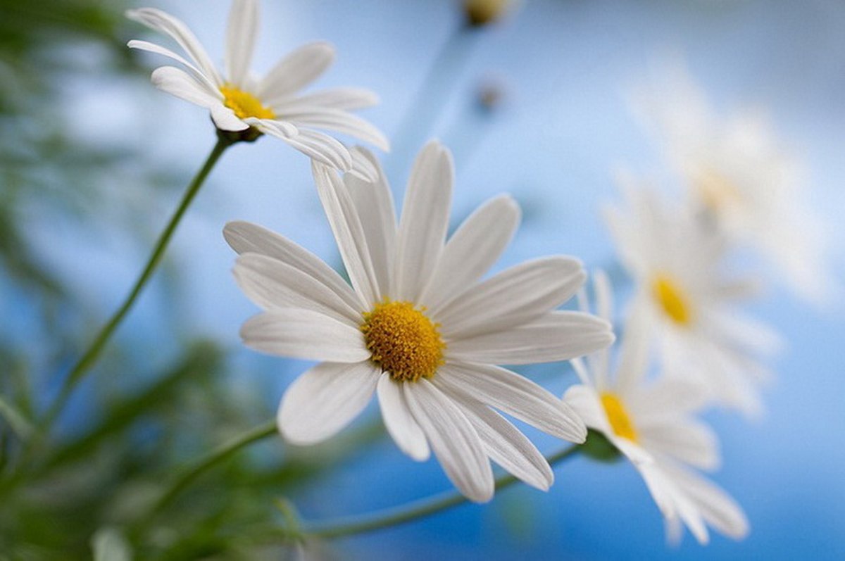 Фоны для рабочего стола с ромашками красивые