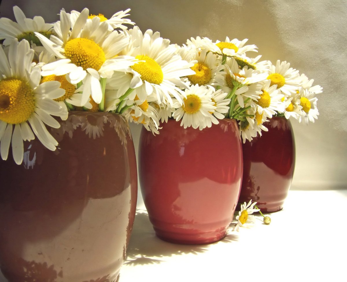 Спасибо ромашки