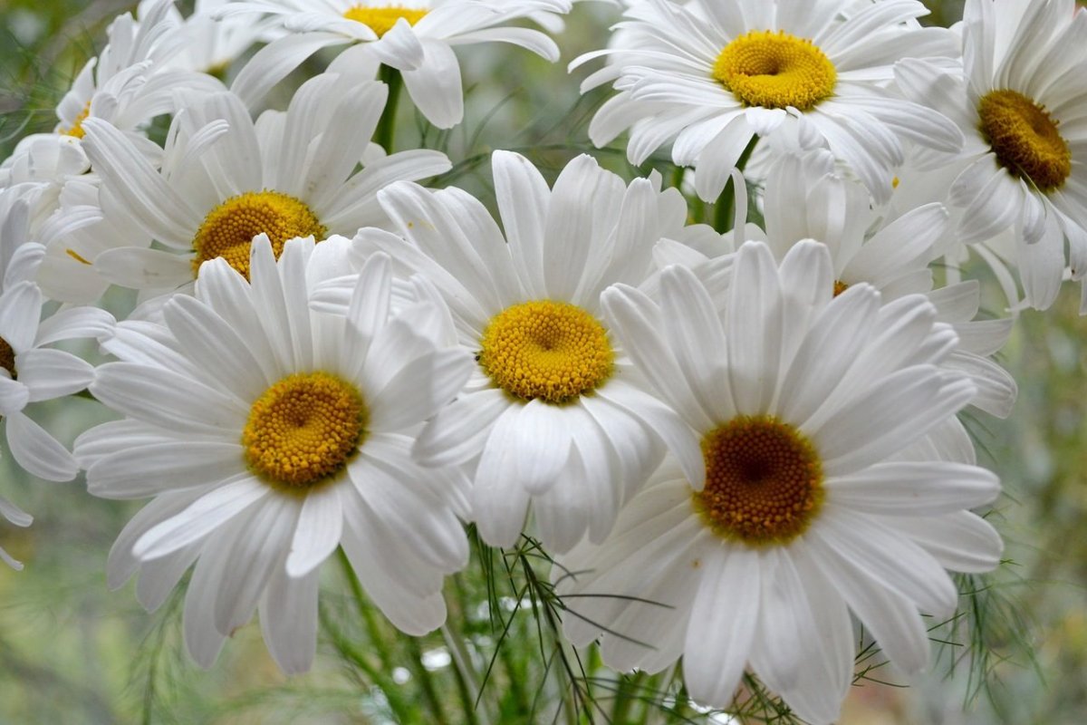 Живые цветы ромашки