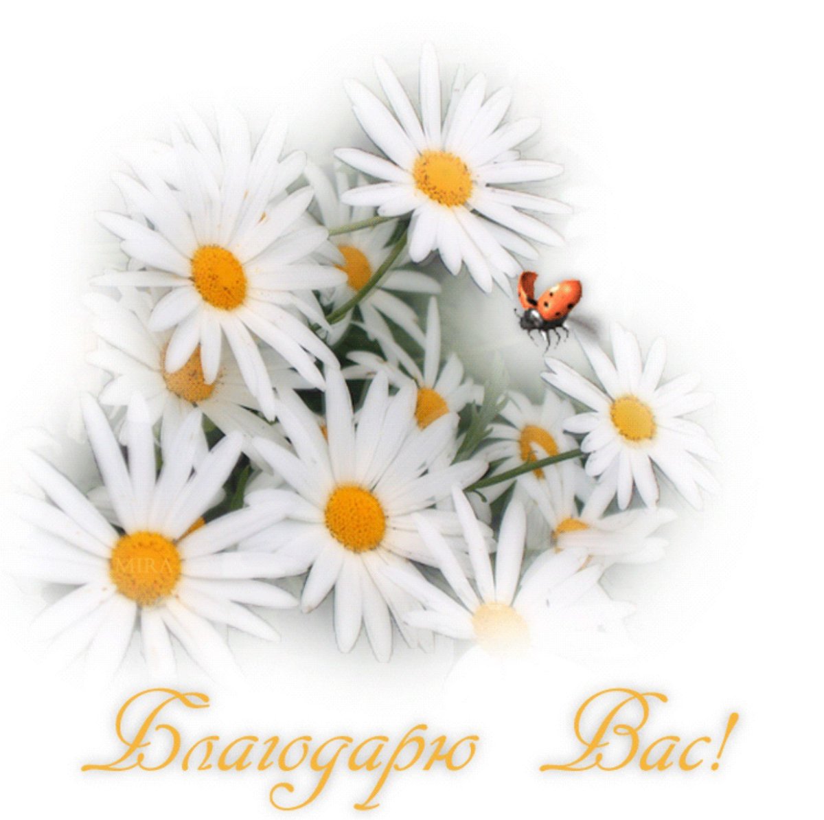 Красивые ромашки на прозрачном фоне