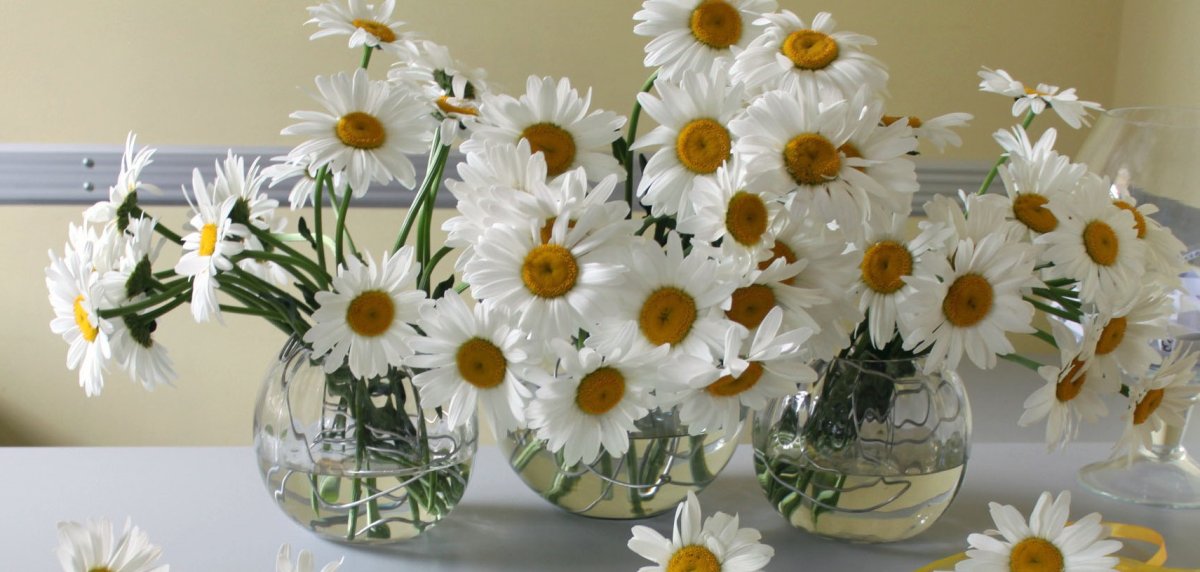 Спасибо цветы ромашки